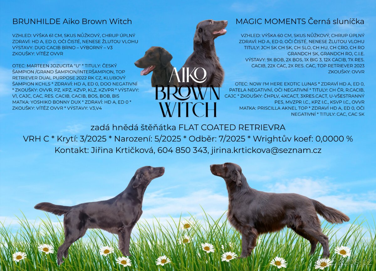 Zadáváme štěňata flat coated retrievrů s PP