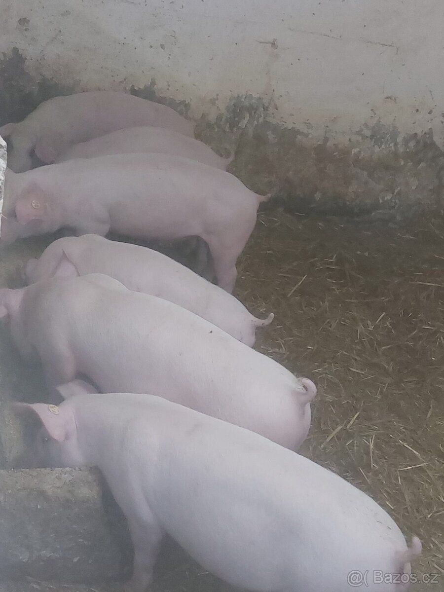 Prodám selata Landrase