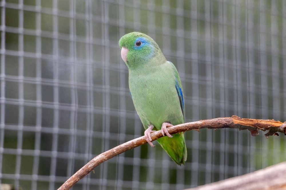 Papoušíček brýlatý