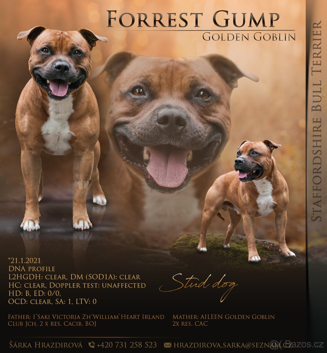 Stafordšírský Bulteriér s PP - chovný pes