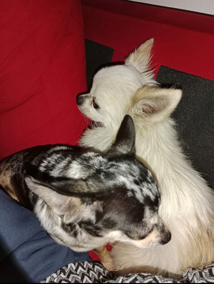 Čivava pejsek a fenečka