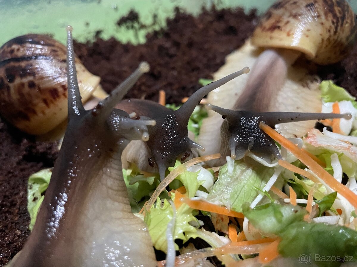 Oblovka síťkovaná (Lissachatina reticulata) 🐌