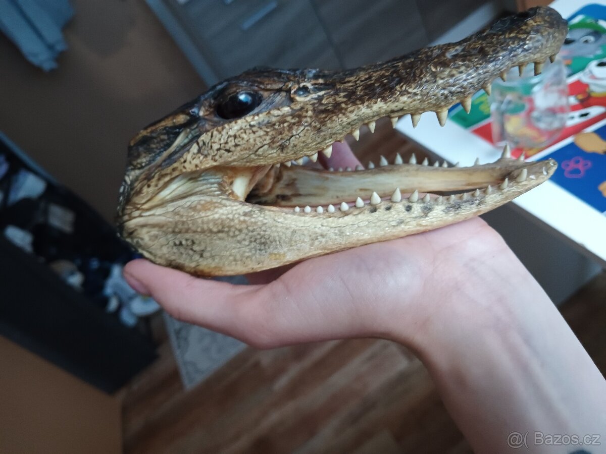 Preparovaná hlava krokodýla