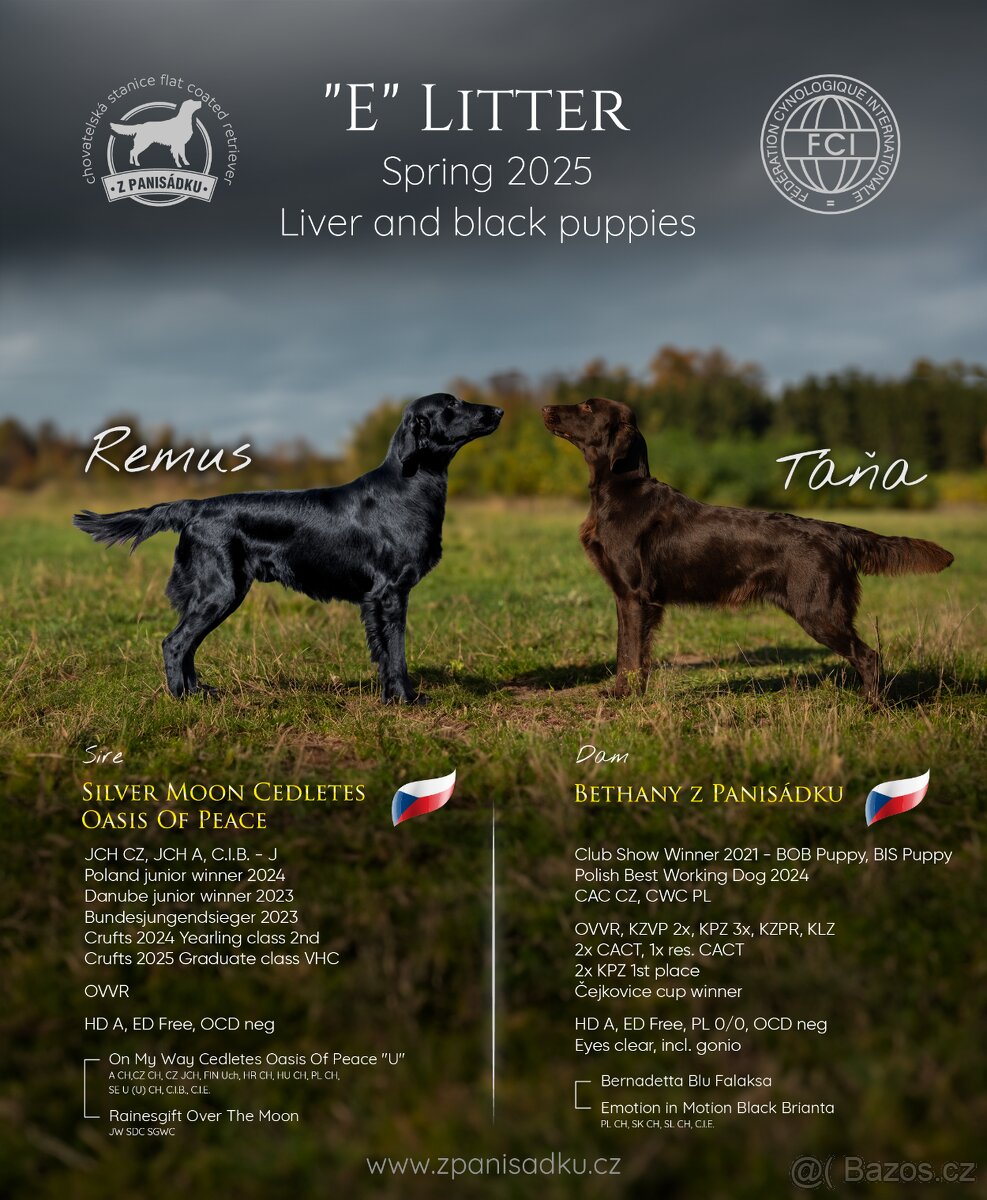 Flat coated retriever - štěňátka s PP se zajímavým rodokmene