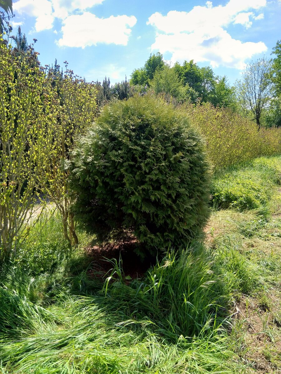 Tůje ,thuja, kulovitý tvar, neopadavý kultivar, 2 metry
