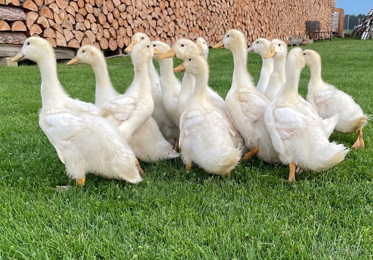 Kachny pekingské
