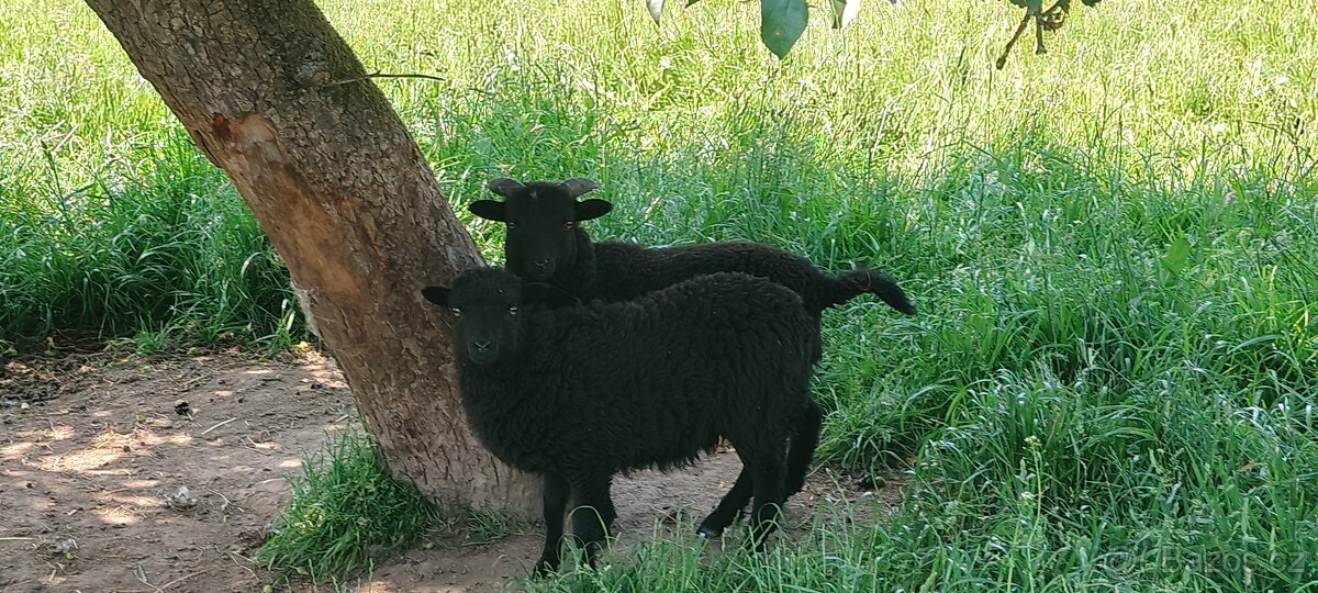 Ouessant ovce beránek a ovečka