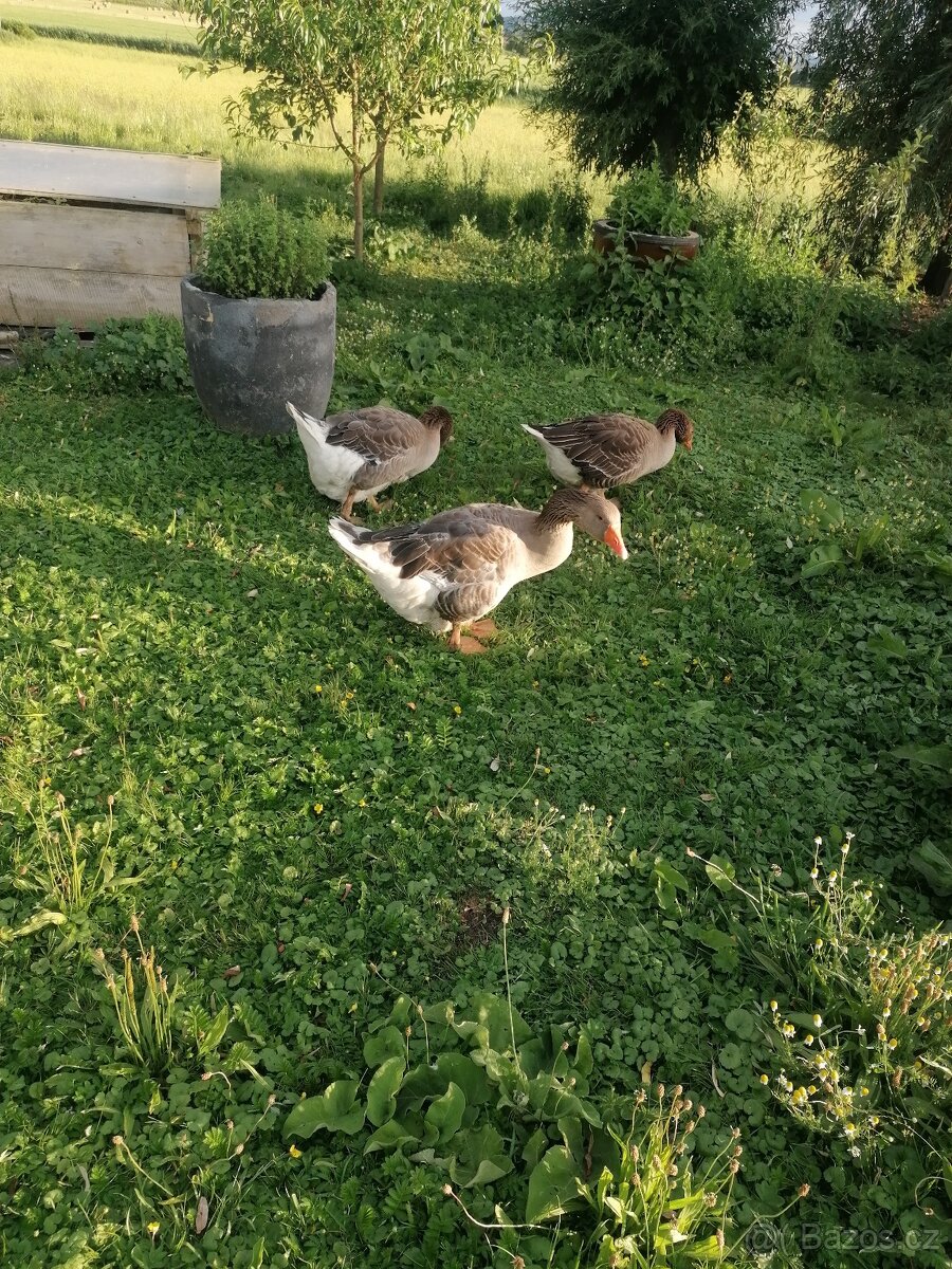 Husa landeska inzerát platí do smazaní.