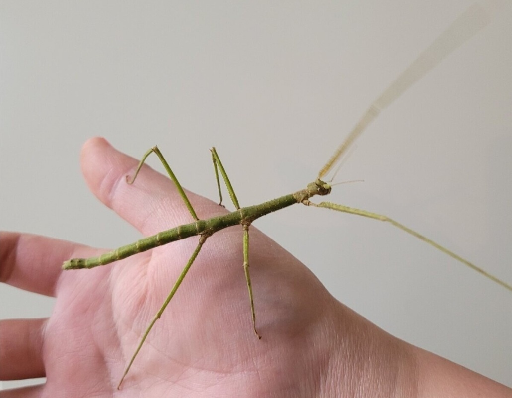 Strašilka-pakobylka rohatá