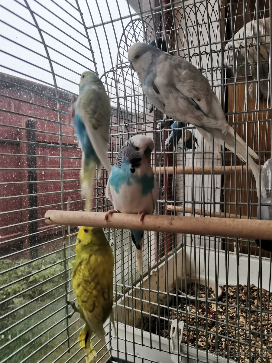 Chovné páry andulky