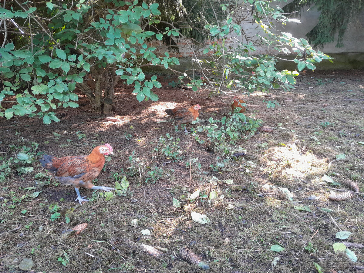 Česká zlatá kropenka - kohoutci