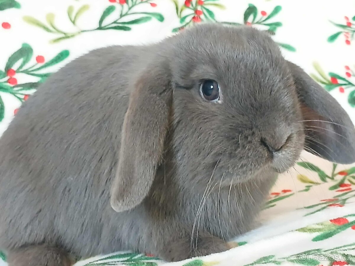 Volná samička - Anglický Zakrslý Beránek MiniLop🍑🧡🤍