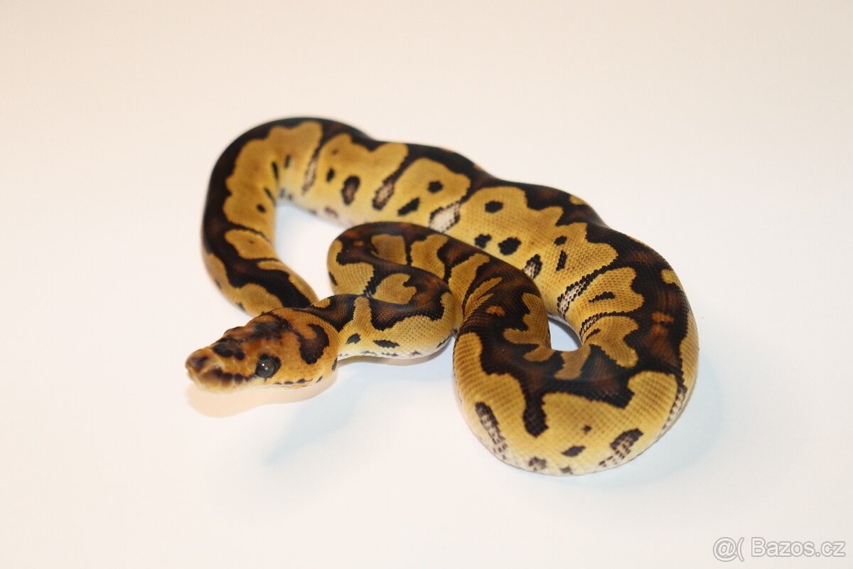 Krajta Královská - samec REZERVACE
