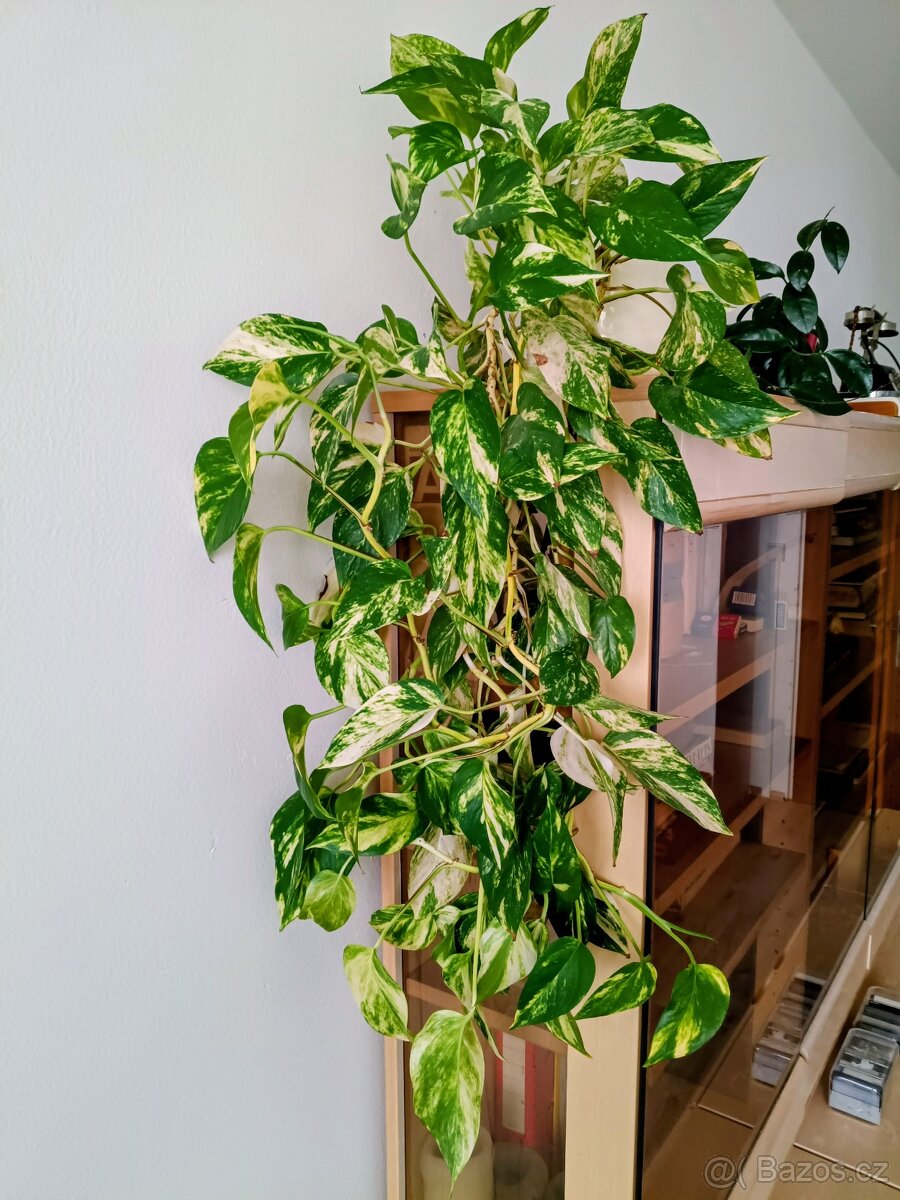 Šplhavnice zlatá - Potos