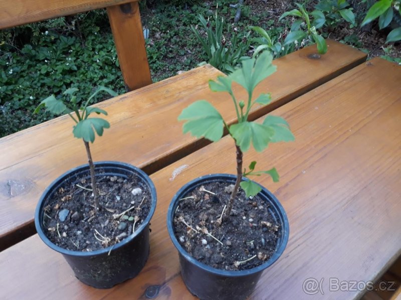 Gingo biloba,Jinan Dvoulaločný samičí rostliny- pro bonsaie
