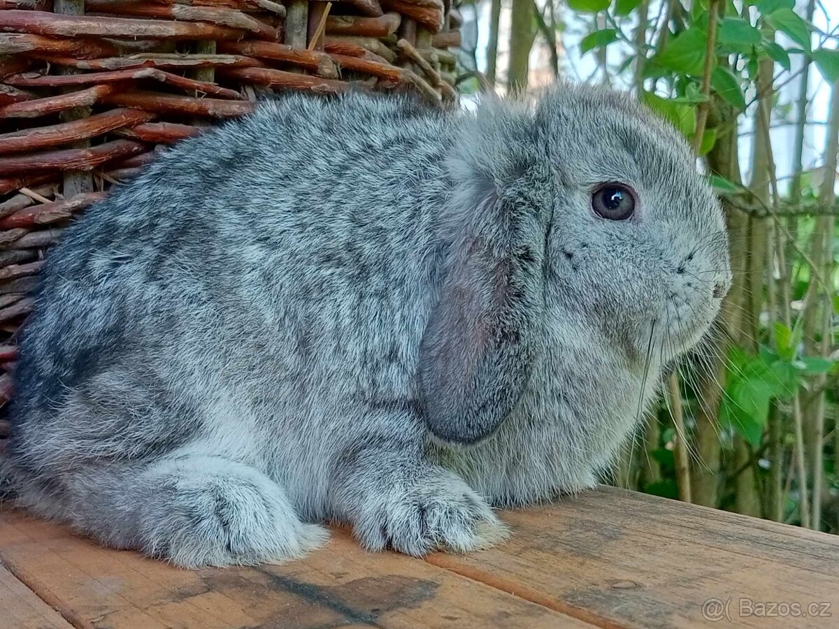 Anglický Zakrslý Beránek MINILOP