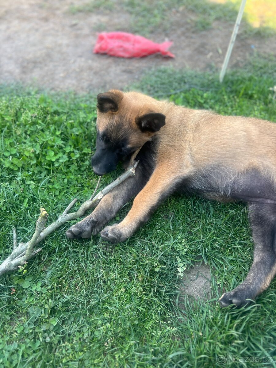 Belgický ovčák malinois