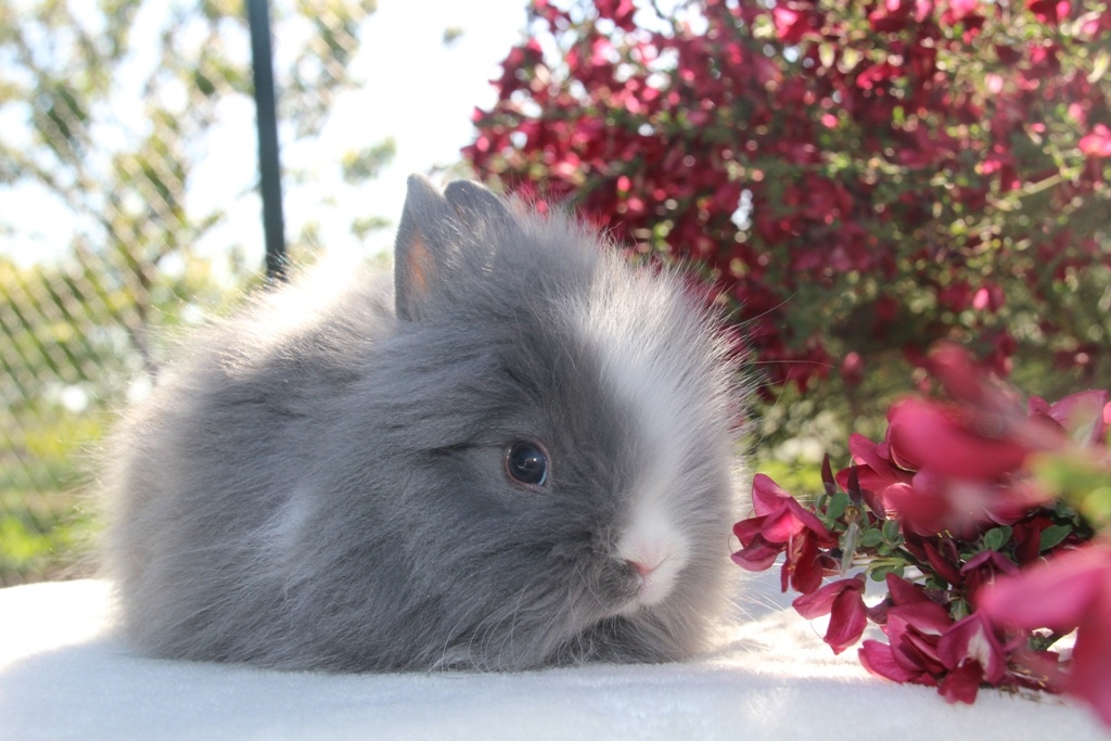 Teddy miminka
