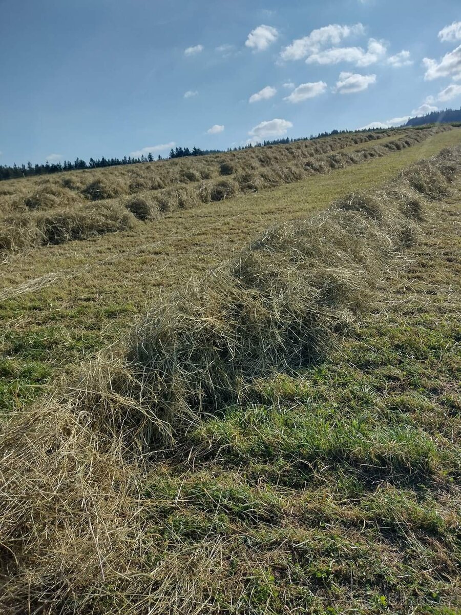Nabízím letošní hezké nezmoklé seno balíky