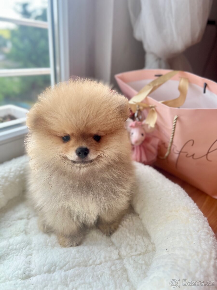 Pomeranian mini