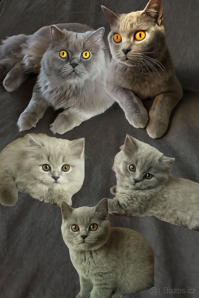Modrá britská koťátka