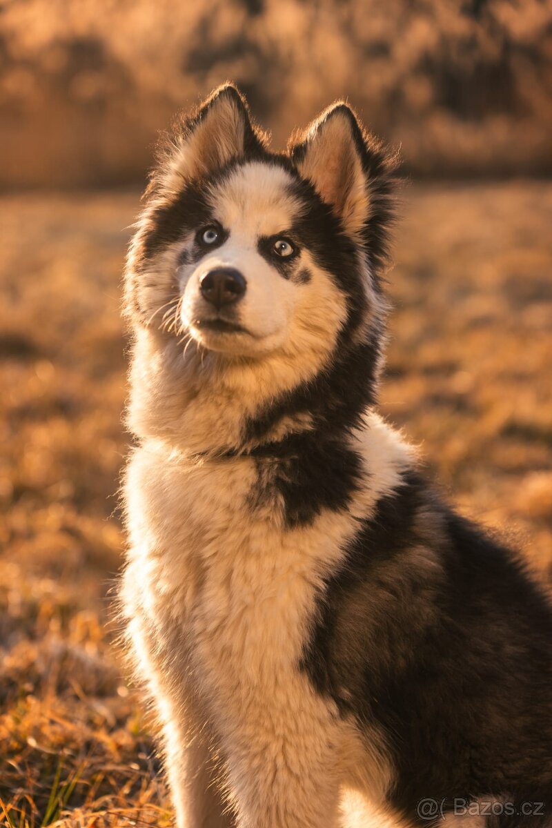Štěně husky