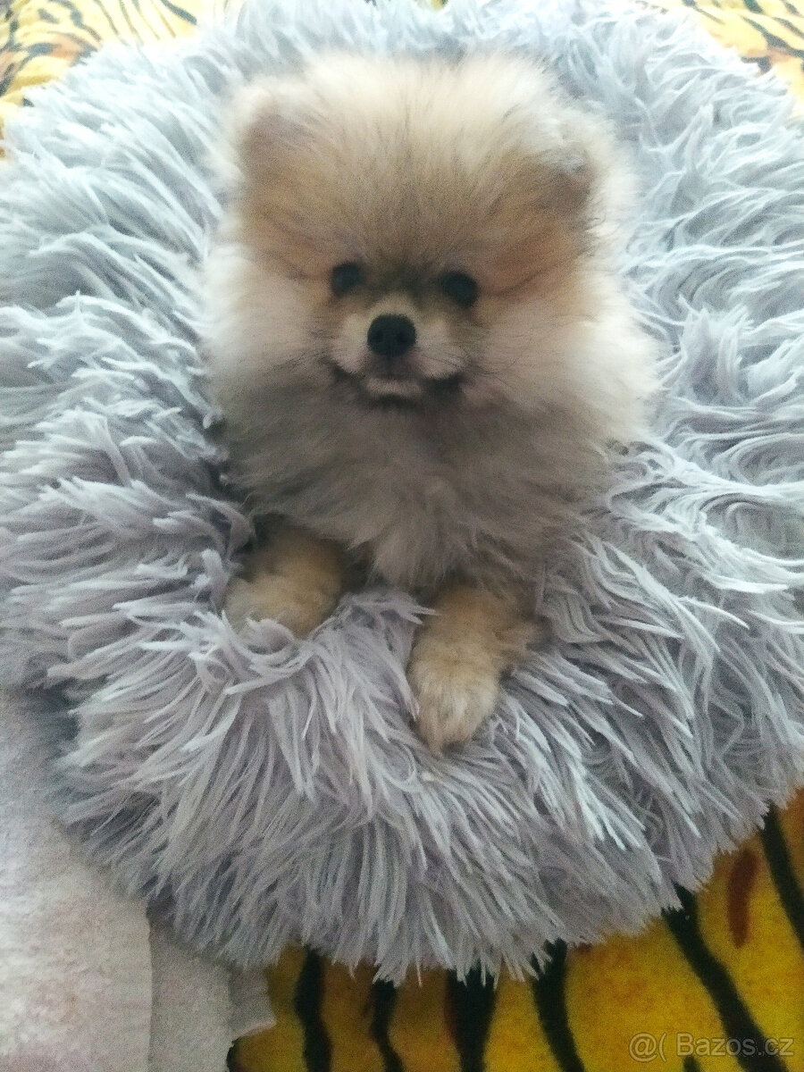 pejsek pomeranian s PP FCI