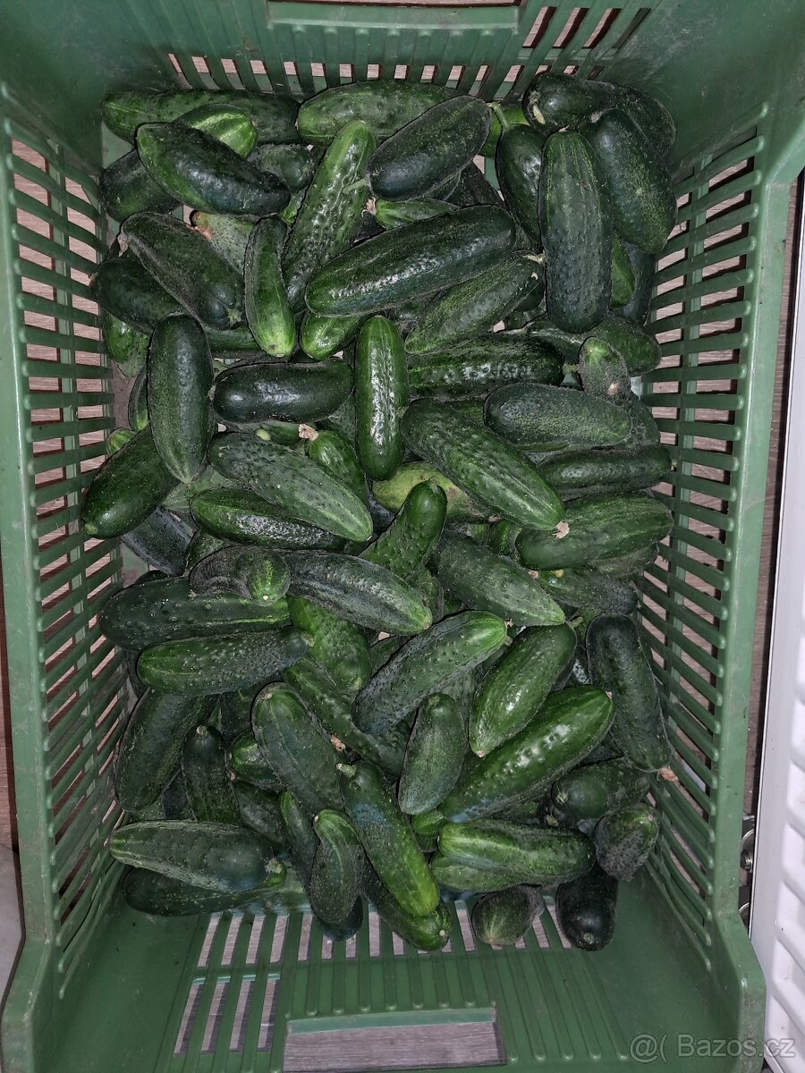 Okurky na kvašáky