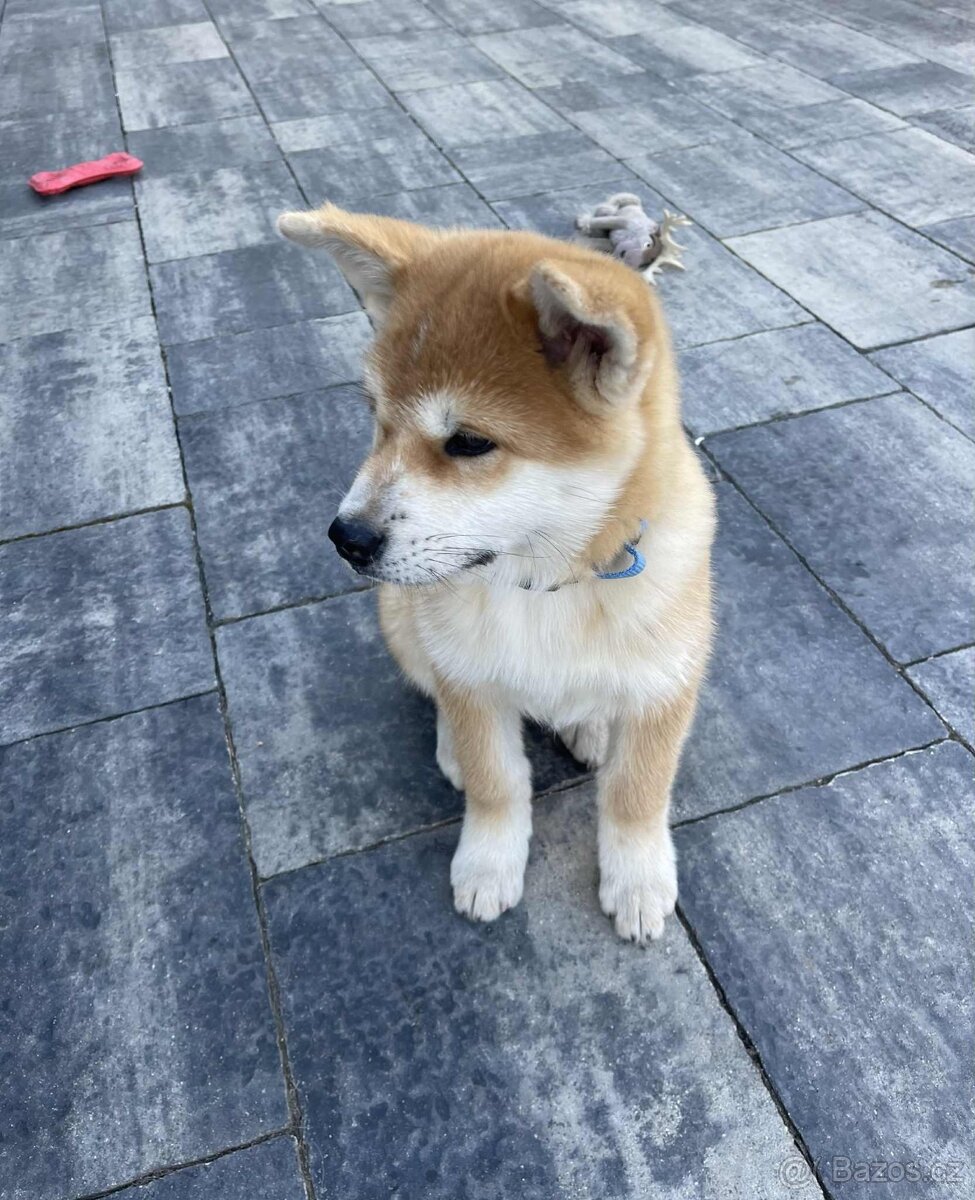 Akita Inu