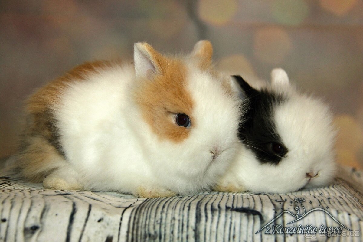 Zakrslí králíčci Teddy s VP -> doprava po ČR zajištěna