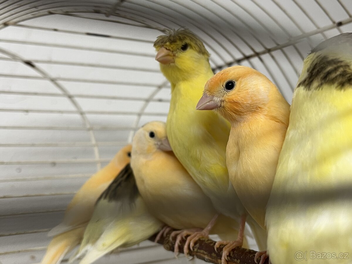 Prodám letošní kanárky z vlastního chovu