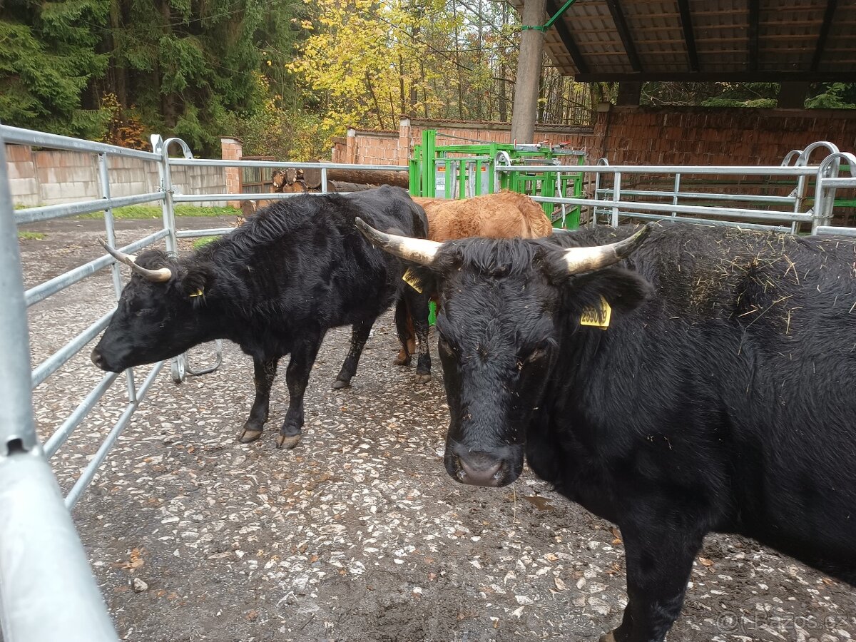 Březí jalovice bio