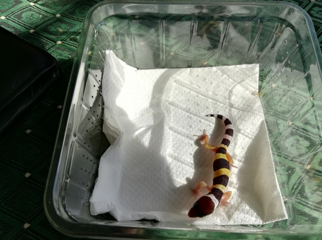 Gekončík noční, mládě.+ nové terárium 3 měsíce. Předání Kral