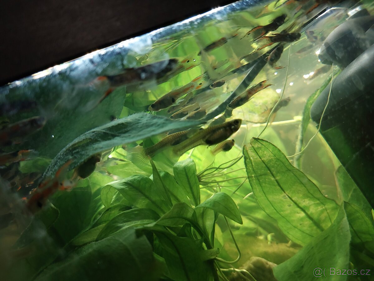 Krunyřovec obyčejný, živorodky Wingeova