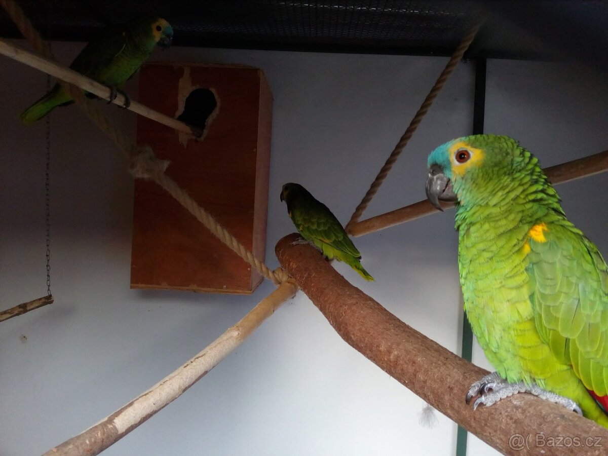 Amazoňan modročelý