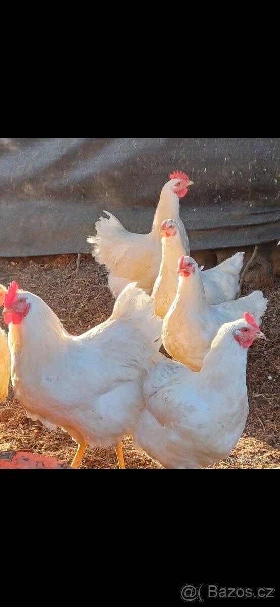 🐔Násadová vejce - Plymutka velká bílá 🐔