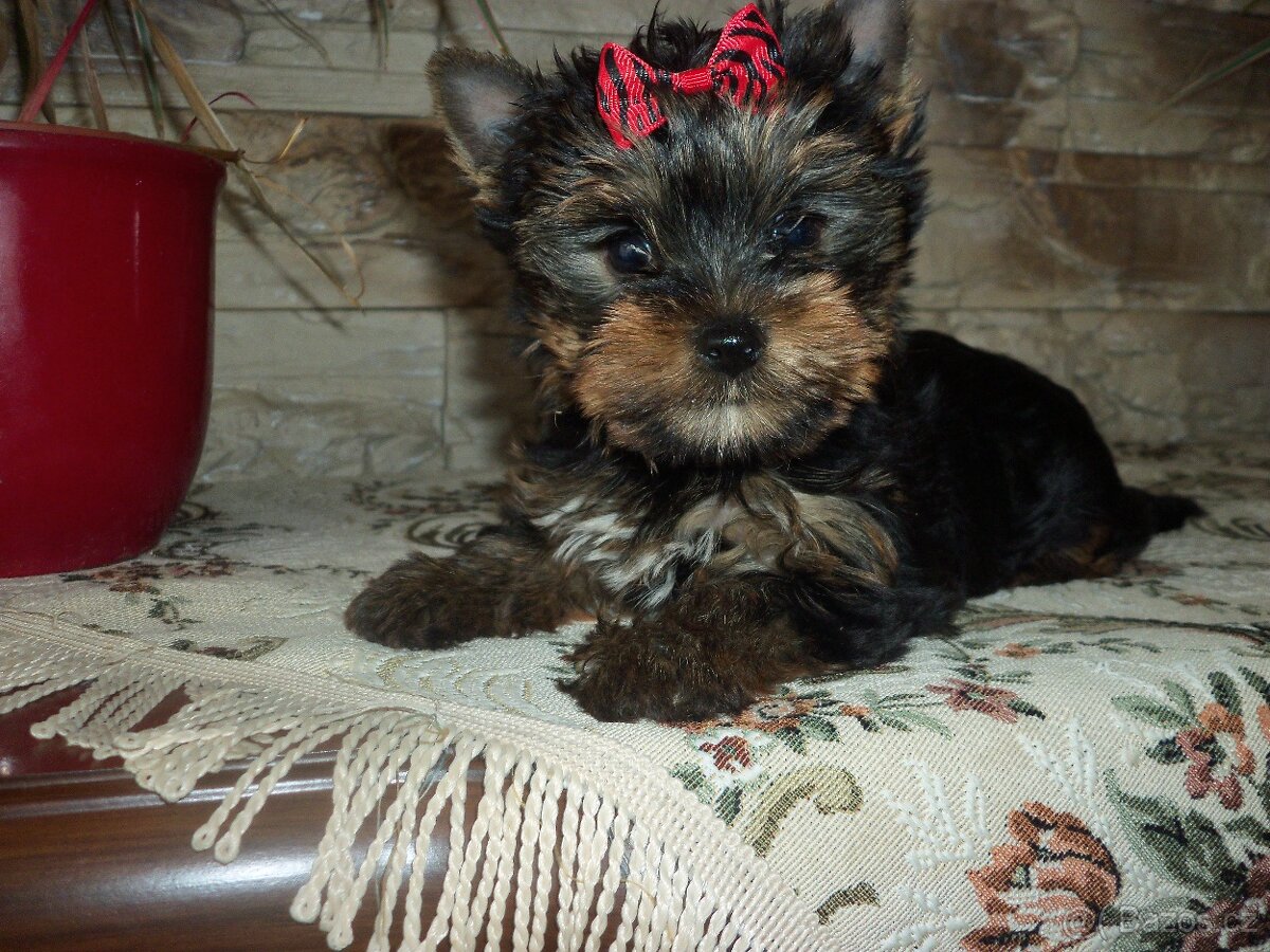 Jorkšírský teriér -mini