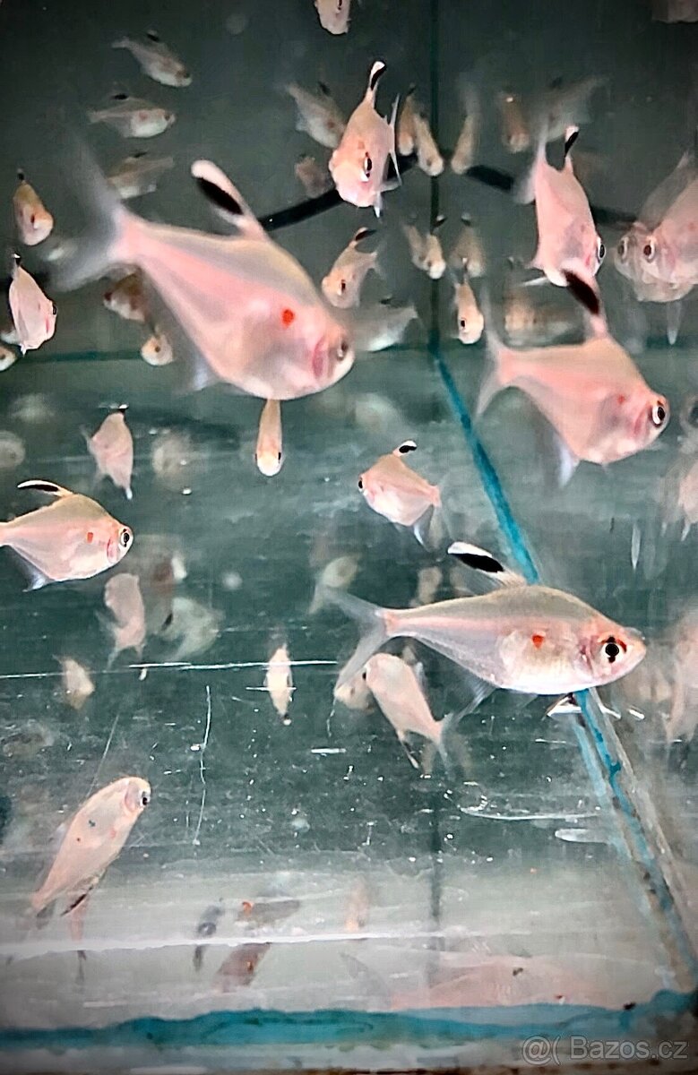 Tetry,Neonky,Fantomy,Drobnoůstky