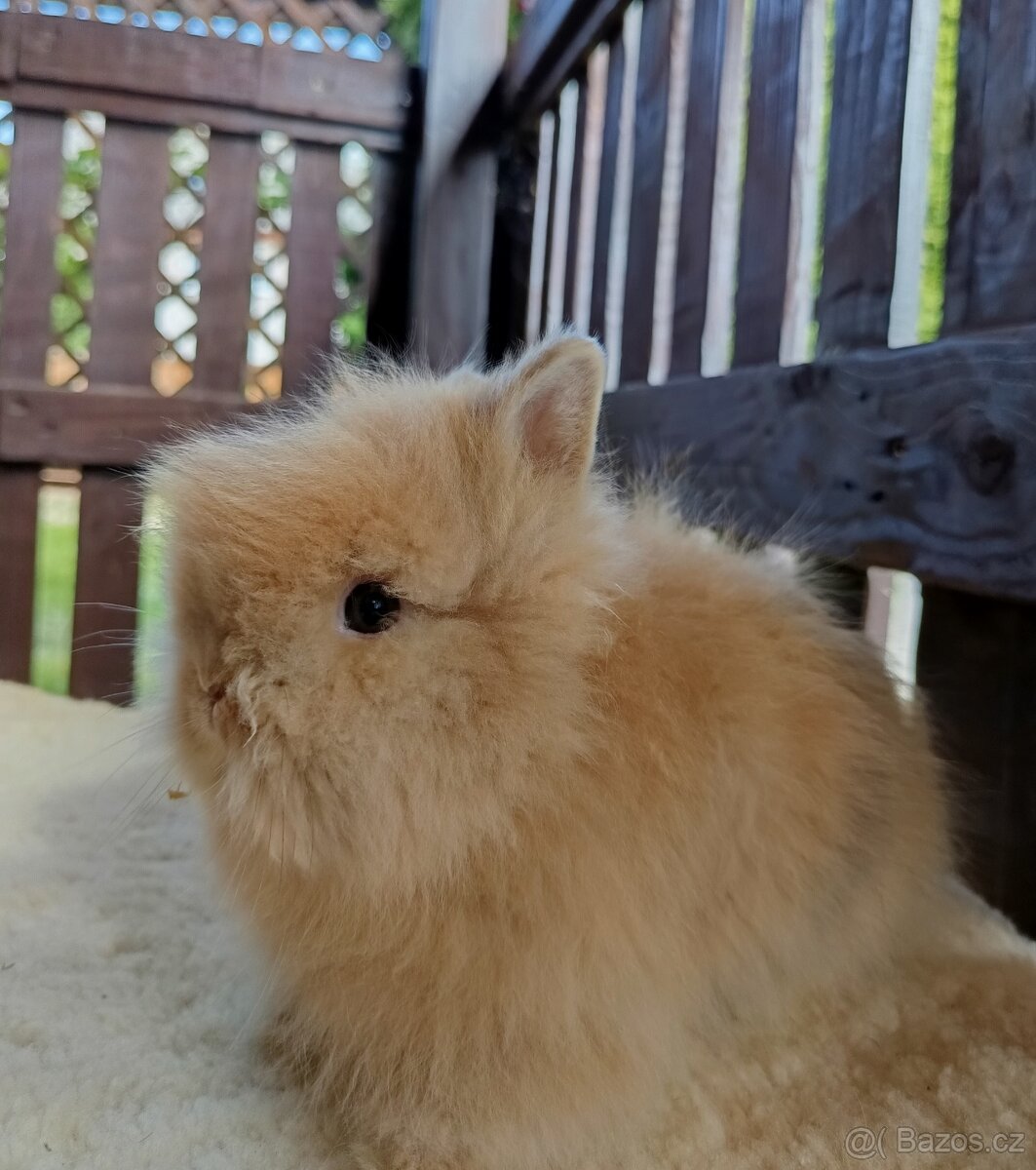 Zakrslý králíček Teddy-samičky