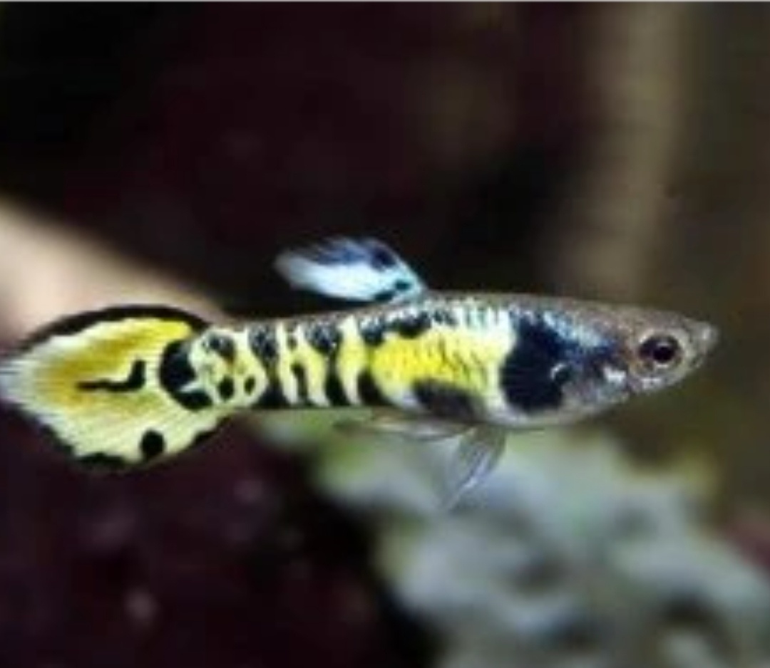 Yellow Tiger
