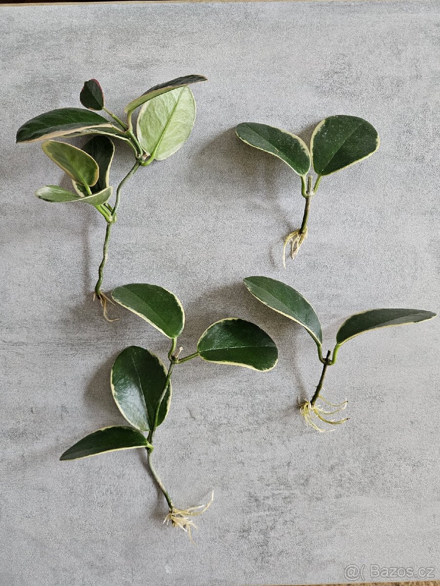 Pokojová rostlina - Hoya Australis Blondie, voskovka