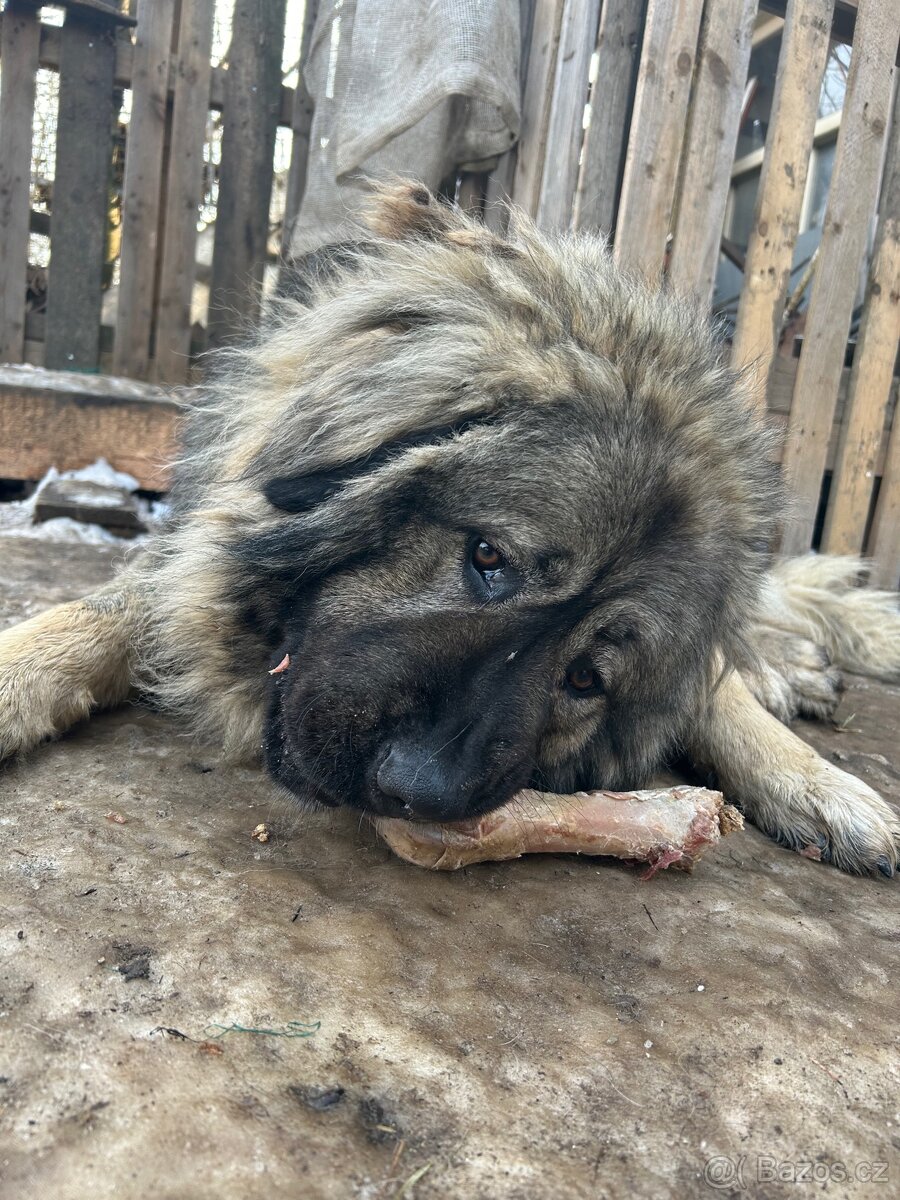 Fena - kavkavzský ovčák, pes- kavkavzský pastevecký (světlý)