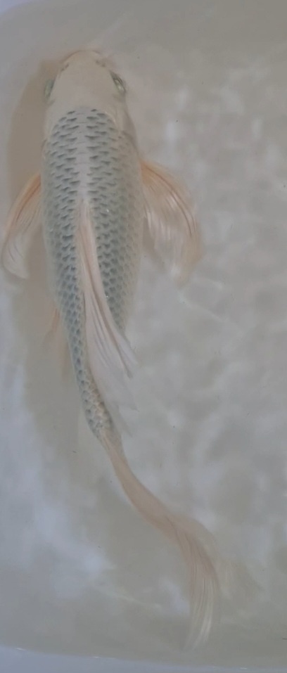 Butterfly koi