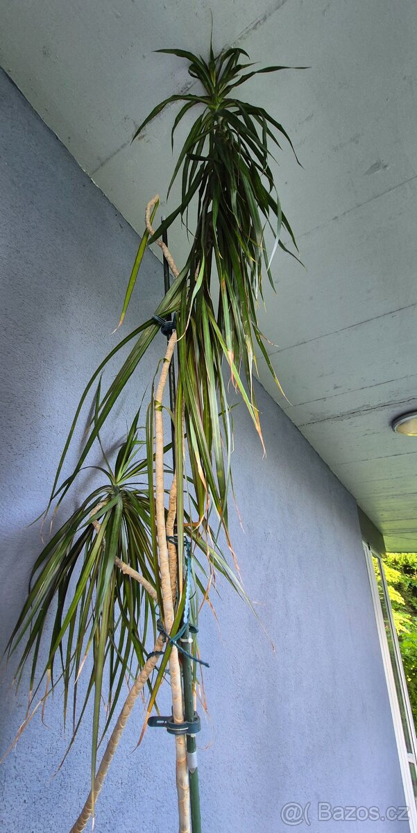 Palma dracena - 250cm