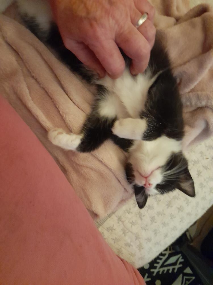 Daruji 3měsíční kotě