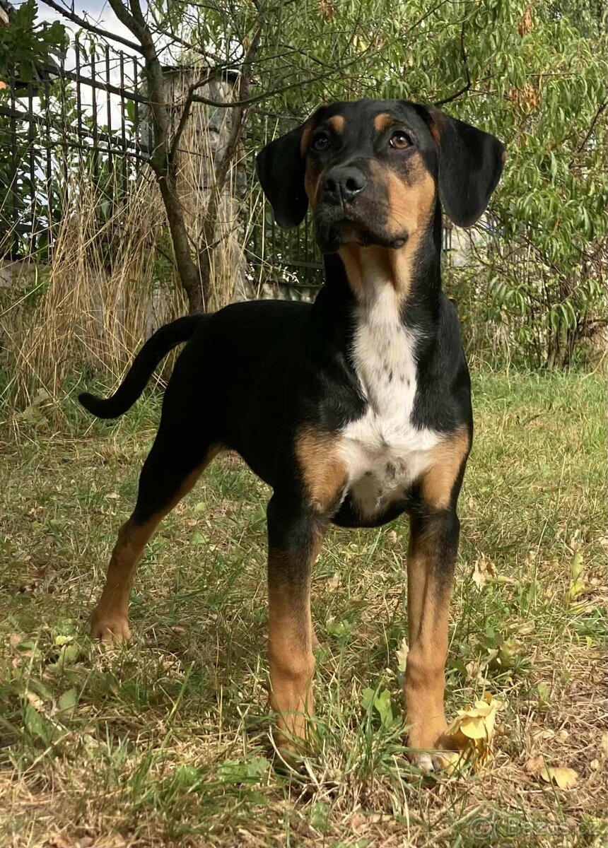 Louisianský leopardí pes – poslední volná fenečka s PP