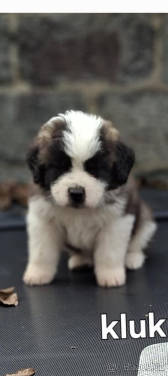 Nabízím štěňata bernardýna