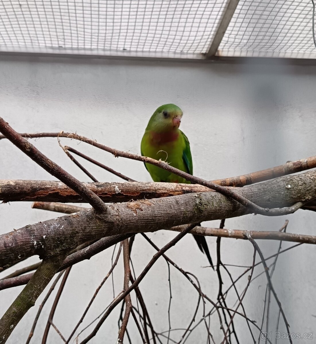 Papoušek nádherný