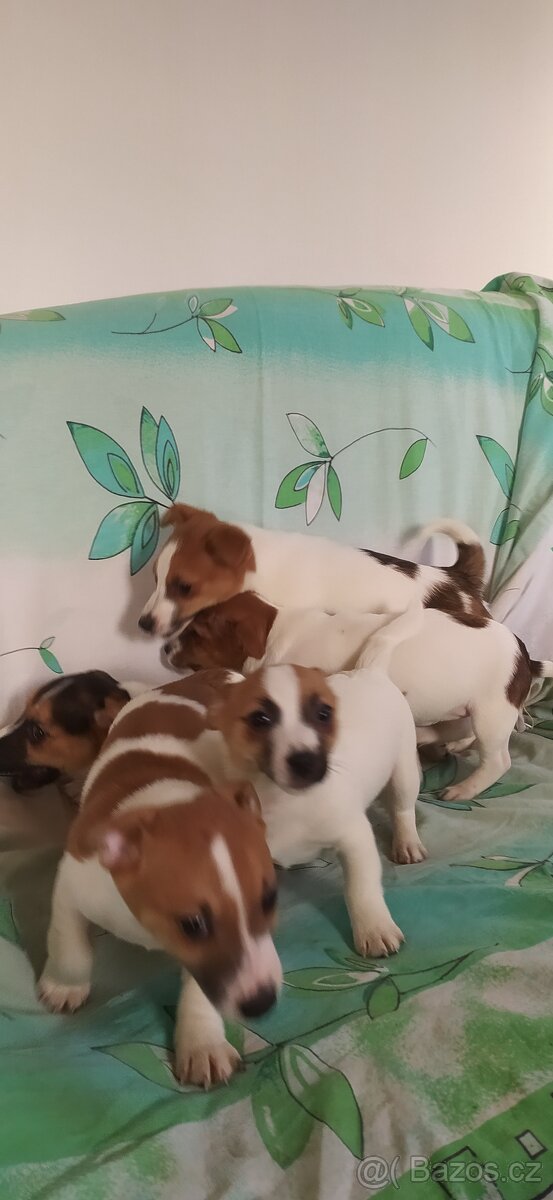 Jack Russell teriér