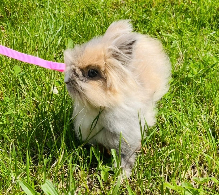 Králíček Teddy- Samice